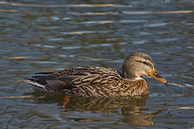 Fra tomt felt til fuldt krydsord: Din trin-for-trin guide