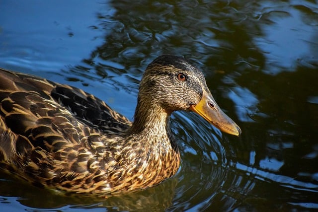 De mest almindelige krydsordsfælder – og hvordan du undgår dem