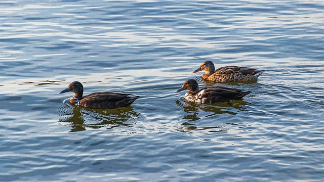 10 typiske krydsordsfælder – og sådan undgår du dem