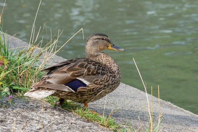 Sådan knækker du koden: Tips og tricks til krydsordsløsning